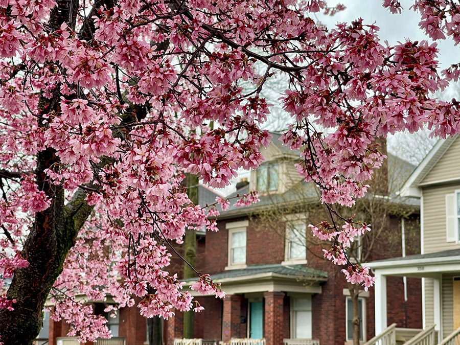 Blossoms on Chittenden Ave